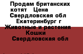 Продам британских котят › Цена ­ 4 000 - Свердловская обл., Екатеринбург г. Животные и растения » Кошки   . Свердловская обл.